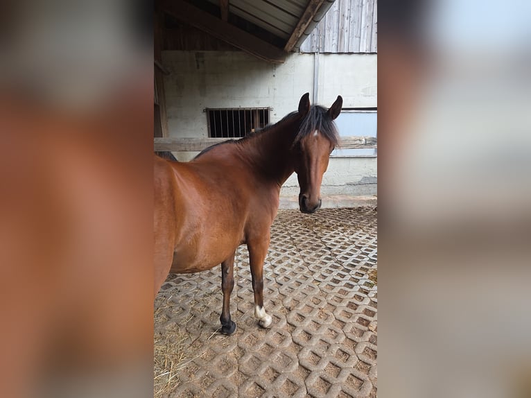 New Forest Pony Wallach 3 Jahre 145 cm Brauner in Attinghausen