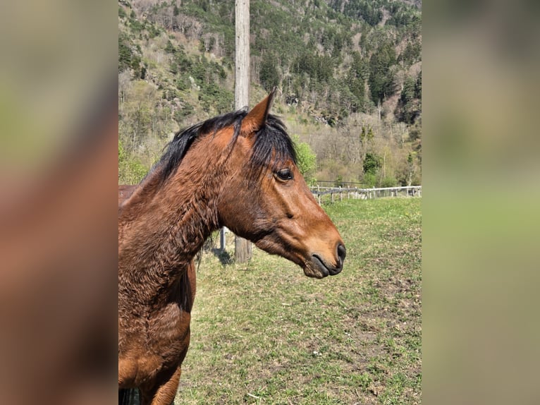 New Forest Pony Wallach 3 Jahre 145 cm Brauner in Attinghausen
