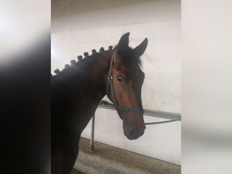 New Forest Pony Wallach 3 Jahre 145 cm Brauner in Rheine