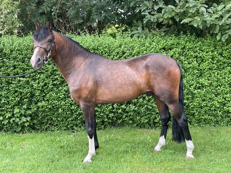 New Forest Pony Wallach 3 Jahre 145 cm Dunkelbrauner in Maldegem