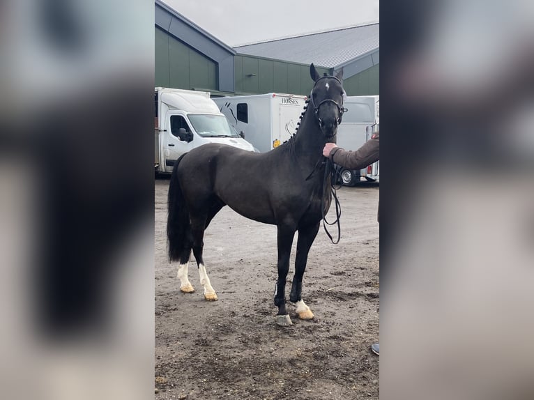 New Forest Pony Wallach 3 Jahre 145 cm Rappe in Siddeburen