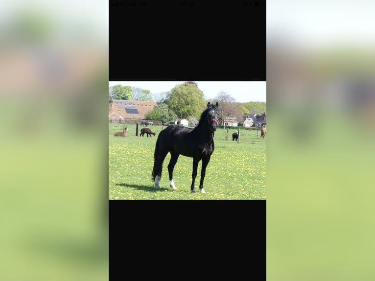 New Forest Pony Wallach 3 Jahre 145 cm Rappe in Siddeburen