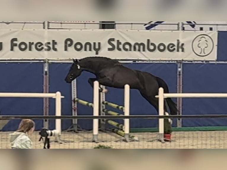 New Forest Pony Wallach 3 Jahre 145 cm Rappe in Siddeburen