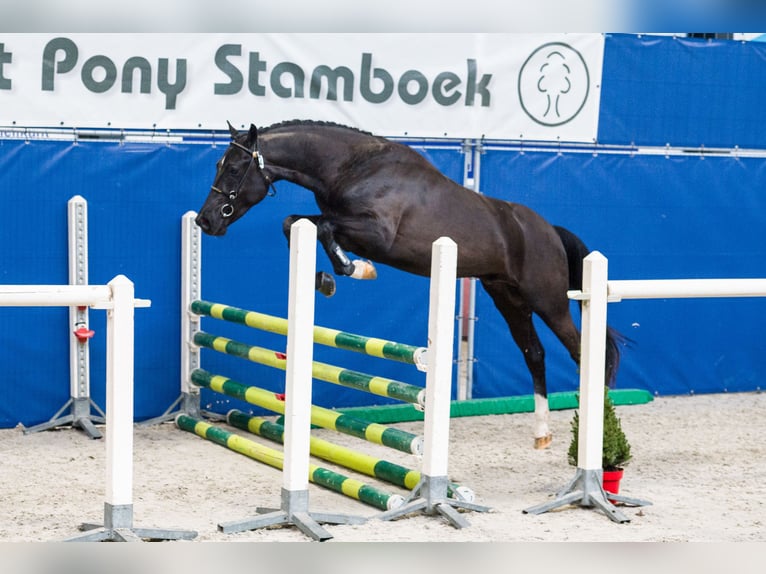 New Forest Pony Wallach 3 Jahre 145 cm Rappe in Siddeburen