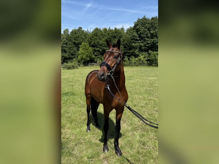 New Forest Pony Wallach 3 Jahre 146 cm Brauner in Heinzenbach