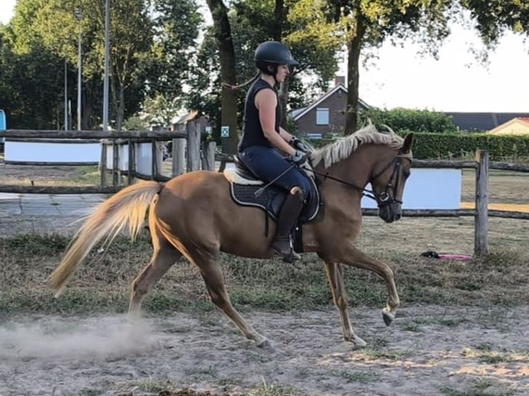 New Forest Pony Wallach 3 Jahre 147 cm Fuchs in Venray