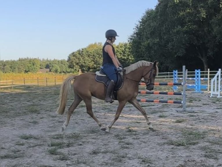 New Forest Pony Wallach 3 Jahre 147 cm Fuchs in Venray