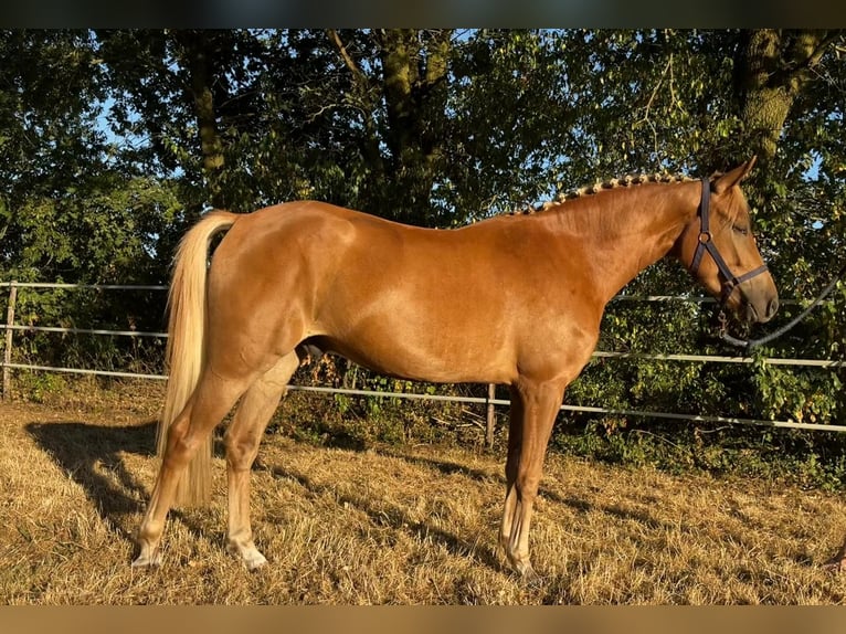New Forest Pony Wallach 3 Jahre 147 cm Fuchs in Venray