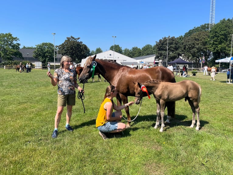 New Forest Pony Wallach 3 Jahre 147 cm Fuchs in Venray