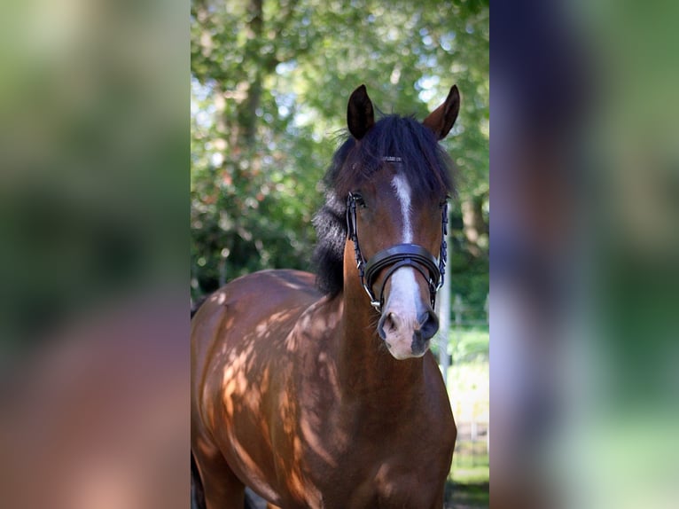 New Forest Pony Wallach 3 Jahre 148 cm Dunkelbrauner in Nijeholtpade