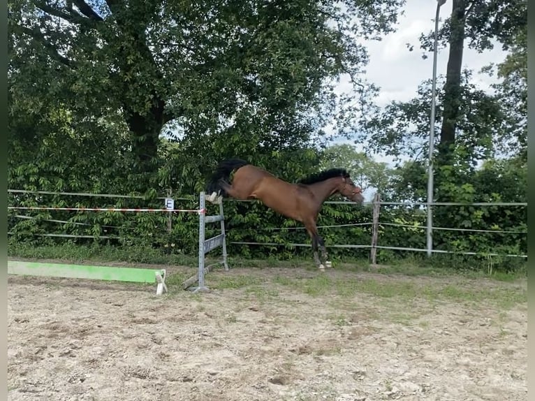 New Forest Pony Wallach 3 Jahre 148 cm Dunkelbrauner in Nijeholtpade