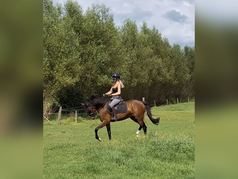 New Forest Pony Wallach 3 Jahre 148 cm Dunkelbrauner in Nijeholtpade