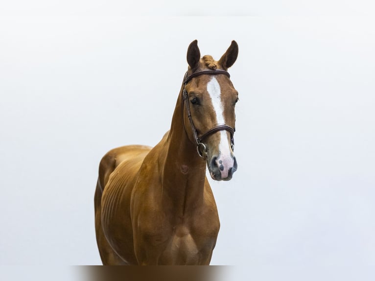New Forest Pony Wallach 3 Jahre 152 cm Fuchs in Waddinxveen