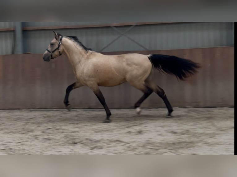 New Forest Pony Wallach 3 Jahre 153 cm Buckskin in Zieuwent
