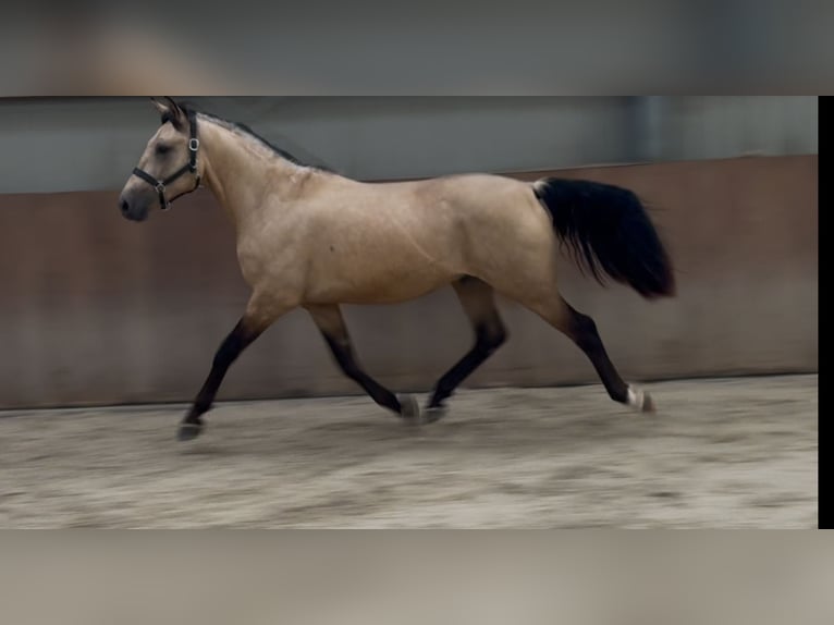 New Forest Pony Wallach 3 Jahre 153 cm Buckskin in Zieuwent