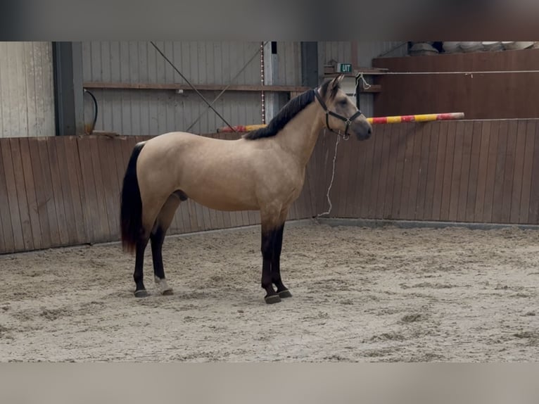 New Forest Pony Wallach 3 Jahre 153 cm Buckskin in Zieuwent