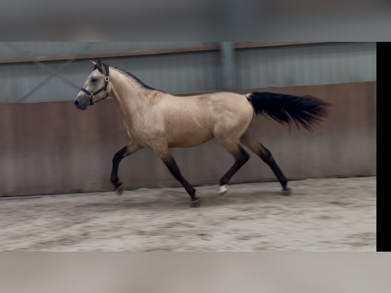 New Forest Pony Wallach 3 Jahre 153 cm Buckskin in Zieuwent