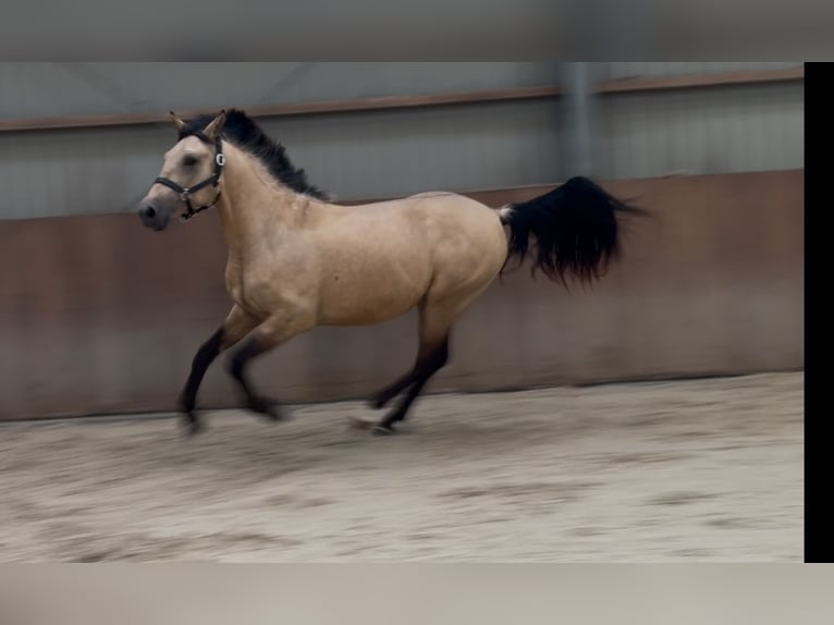 New Forest Pony Wallach 3 Jahre 153 cm Buckskin in Zieuwent