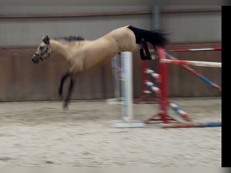 New Forest Pony Wallach 3 Jahre 153 cm Buckskin in Zieuwent
