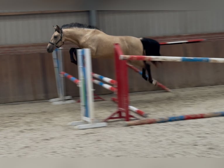 New Forest Pony Wallach 3 Jahre 153 cm Buckskin in Zieuwent