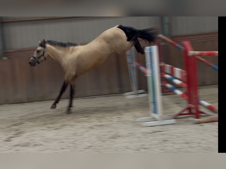 New Forest Pony Wallach 3 Jahre 153 cm Buckskin in Zieuwent