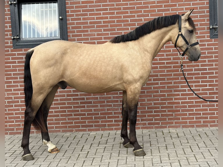 New Forest Pony Wallach 3 Jahre 153 cm Buckskin in Zieuwent