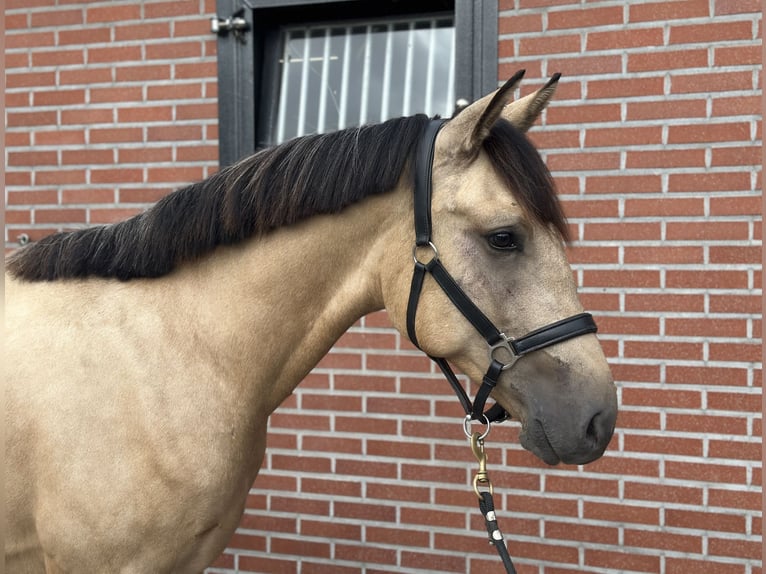 New Forest Pony Wallach 3 Jahre 153 cm Buckskin in Zieuwent