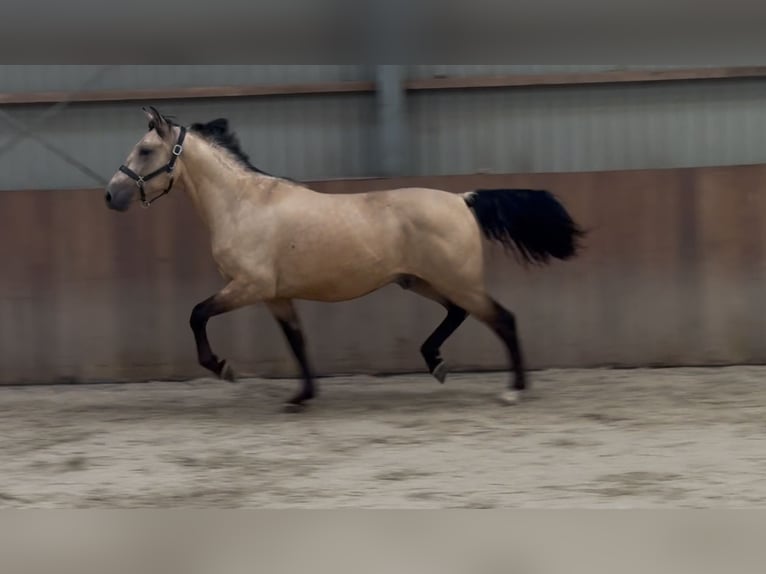 New Forest Pony Wallach 3 Jahre 153 cm Buckskin in Zieuwent