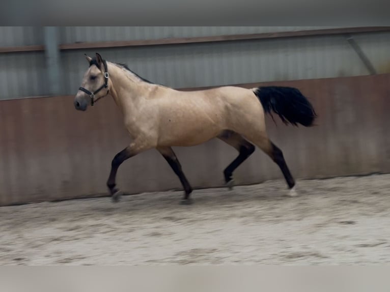 New Forest Pony Wallach 3 Jahre 153 cm Buckskin in Zieuwent