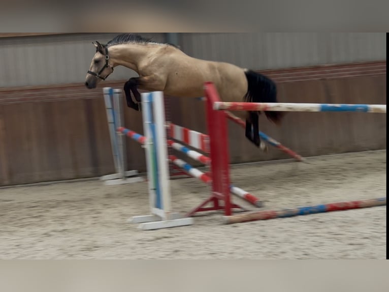 New Forest Pony Wallach 3 Jahre 153 cm Buckskin in Zieuwent
