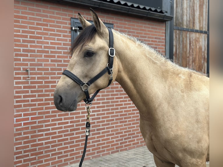 New Forest Pony Wallach 3 Jahre 153 cm Buckskin in Zieuwent