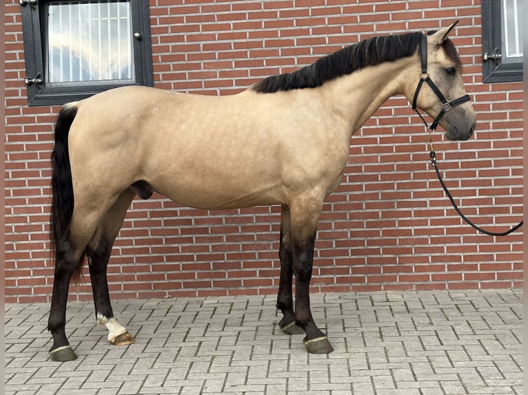 New Forest Pony Wallach 3 Jahre 153 cm Buckskin in Zieuwent