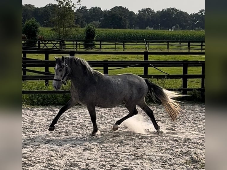 New Forest Pony Wallach 4 Jahre 140 cm Schimmel in Angeren