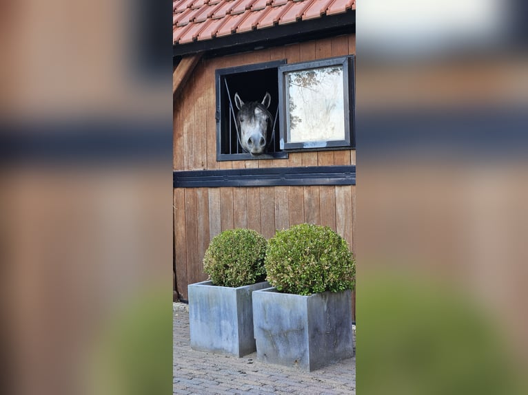 New Forest Pony Wallach 4 Jahre 140 cm Schimmel in Angeren