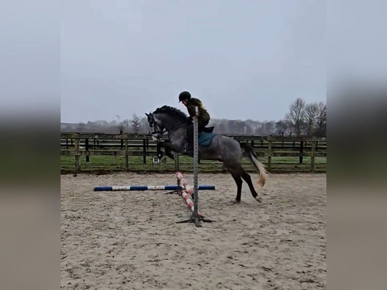 New Forest Pony Wallach 4 Jahre 140 cm Schimmel in Angeren
