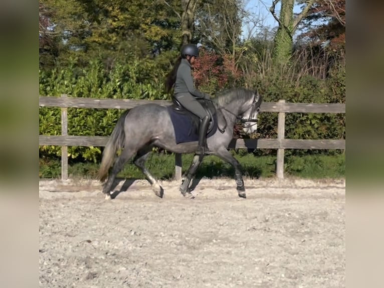 New Forest Pony Wallach 4 Jahre 140 cm Schimmel in Angeren