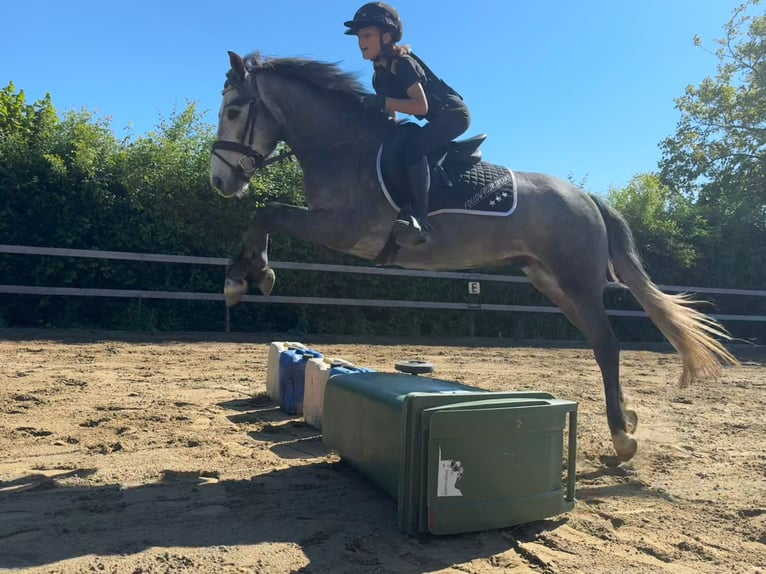 New Forest Pony Wallach 4 Jahre 140 cm Schimmel in Angeren