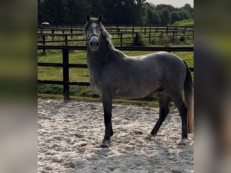 New Forest Pony Wallach 4 Jahre 140 cm Schimmel in Angeren