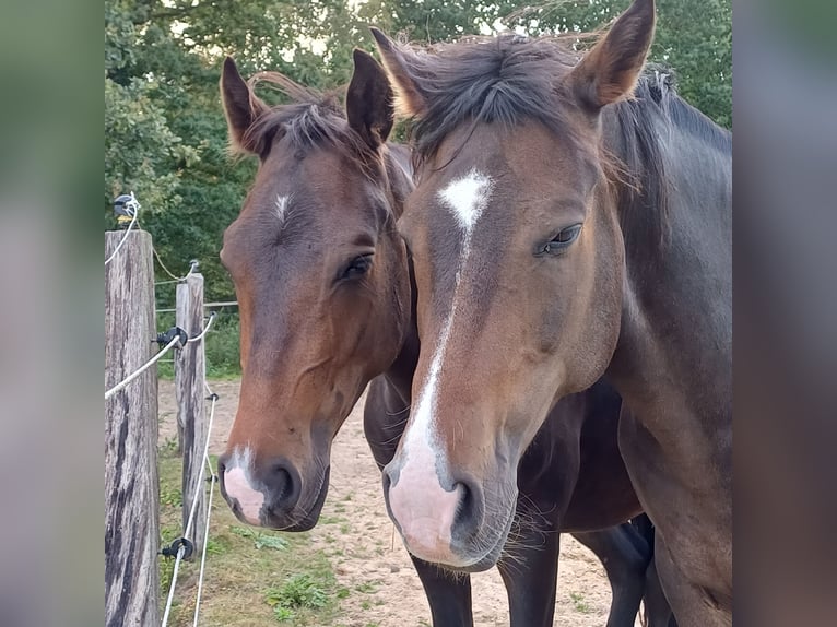 New Forest Pony Wallach 4 Jahre 143 cm Dunkelbrauner in Toppenstedt