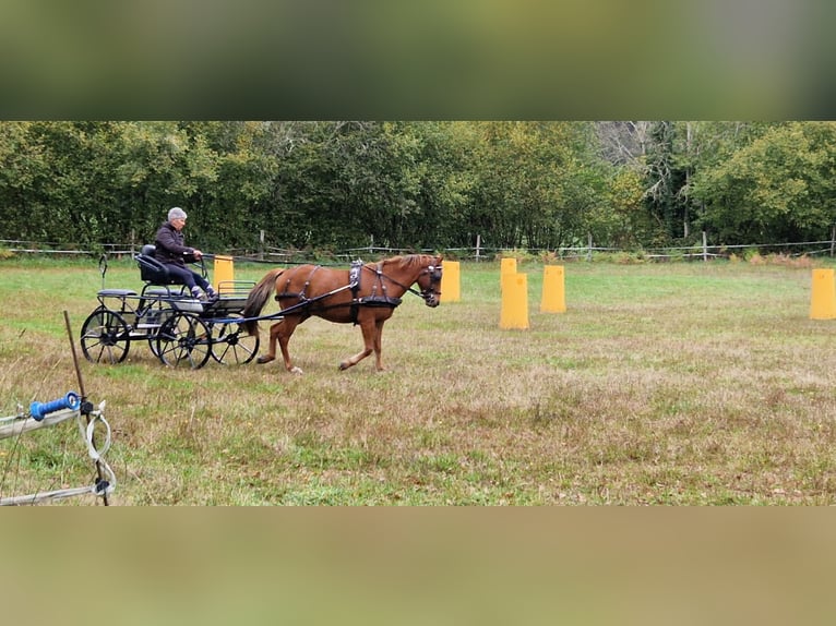 New Forest Pony Wallach 4 Jahre 144 cm Fuchs in Saint-Fr&#xE9;joux