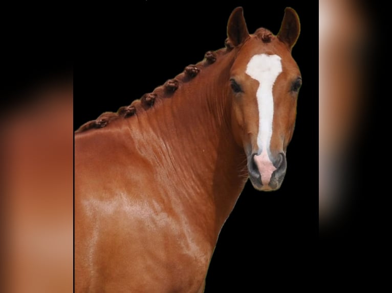New Forest Pony Wallach 4 Jahre 145 cm Fuchs in Venlo