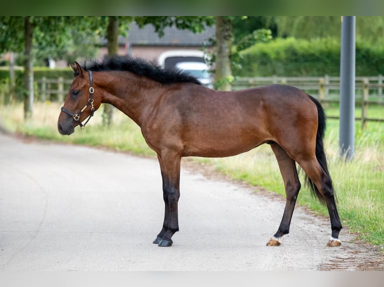 New Forest Pony Wallach 4 Jahre 145 cm Rotbrauner in Kose Harjumaa