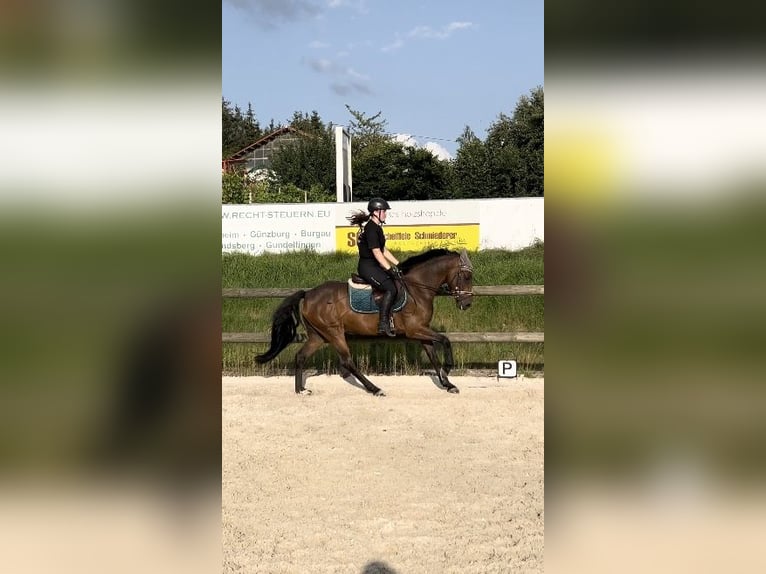 New Forest Pony Wallach 4 Jahre 146 cm Brauner in Holzheim