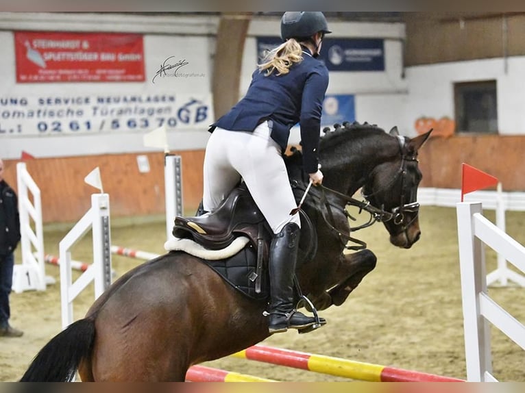 New Forest Pony Wallach 4 Jahre 146 cm Brauner in Asbach