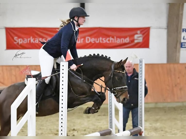New Forest Pony Wallach 4 Jahre 146 cm Brauner in Asbach