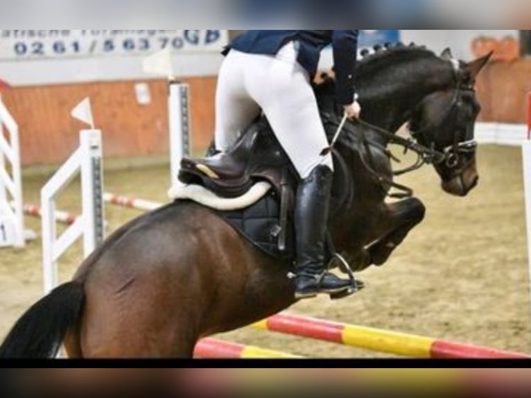 New Forest Pony Wallach 4 Jahre 146 cm Brauner in Buchholz (Westerwald)