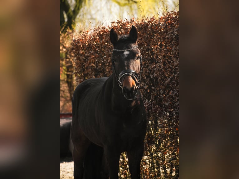 New Forest Pony Wallach 4 Jahre 146 cm Dunkelbrauner in Bleskensgraaf ca