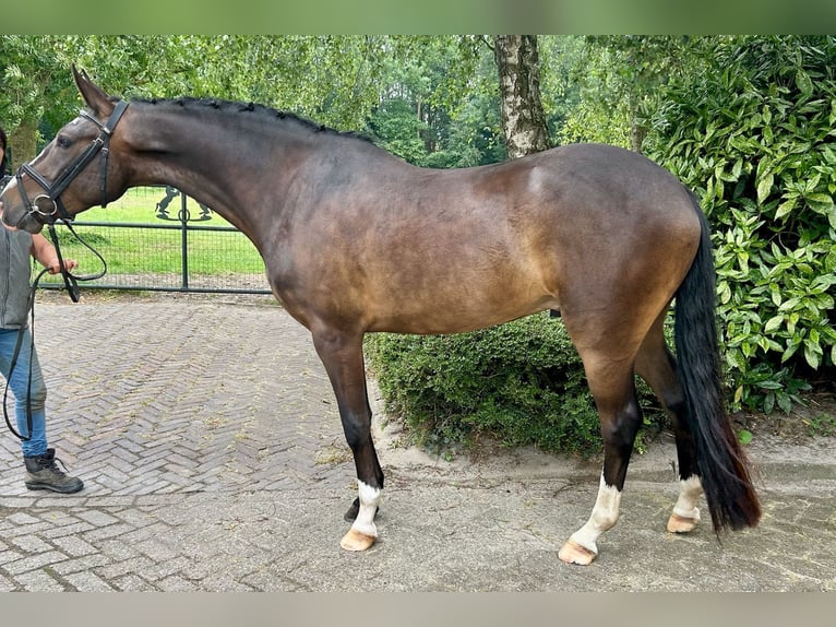 New Forest Pony Wallach 4 Jahre 147 cm Dunkelbrauner in Cruquius