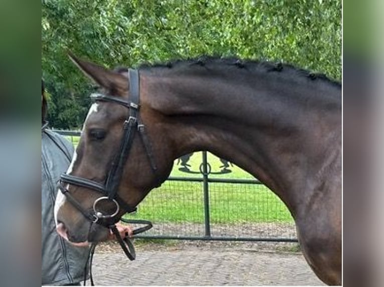 New Forest Pony Wallach 4 Jahre 147 cm Dunkelbrauner in Cruquius