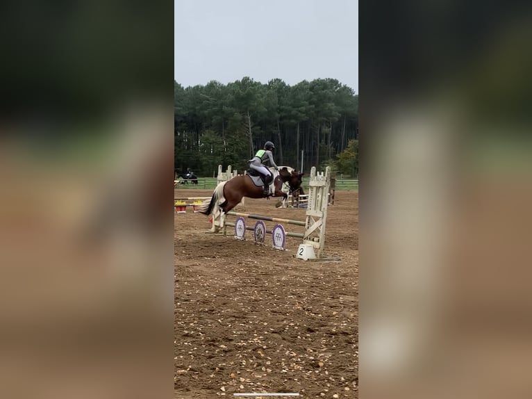 New Forest Pony Wallach 4 Jahre 147 cm in Châtellerault